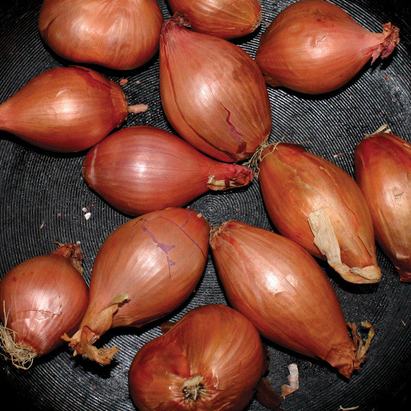 Ty Segall - Fried Shallots EP
